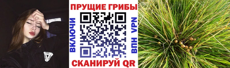 Галлюциногенные грибы Psilocybe  Ветлуга 